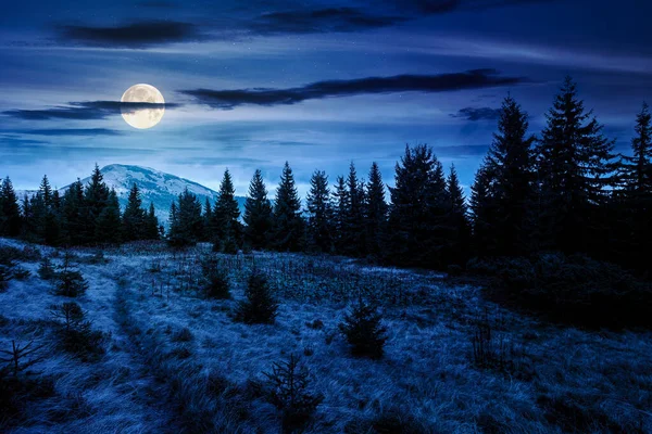 Geceleri çayırdaki köknar ağaçları. Dolunay ışığında, yıldızlı gökyüzünün altındaki dağlarda kozalaklı ormanlarla dolu manzaralar. Cadılar bayramı arkaplanı için siluetleri olan gizemli alp manzarası