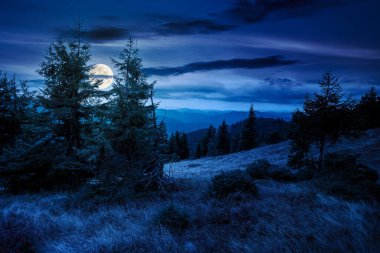 Tepedeki bir çayırdaki köknar ağaçları geceleri dağlardaki kozalaklı ormanlara kadar uzanıyor. Dağlık arazi bulutlu gökyüzünün altında sonbaharın başlarında dolunay ışığında