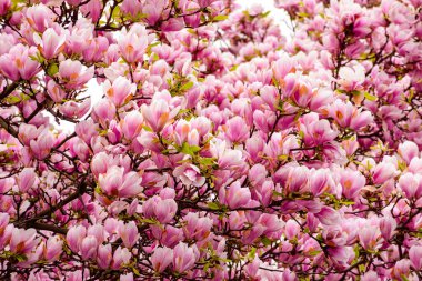 İlkbaharda açan manolya ağacı. Güneş ışığıyla yıkanan ruhun güzel pembe çiçekleri. Sıcak nisan havası