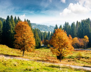 Kozalaklı ormanın yakınındaki vadiden geçen sonbahar manzarası ve renkli yapraklı ağaçlar. Ukrayna 'nın Karpat Dağları' ndaki güzel kırsal manzara. Güneşli bir günde manzaralı bir yer