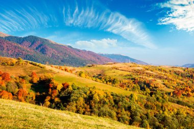 Sonbaharda dağ manzarası. Rengarenk yaprakları olan güzel bir manzara. Güneşli bir günde Karpat Alpleri 'nde pitoresk kırsal bir yer. Ukrayna 'nın Sinnevyr Ulusal Parkı' ndaki kırsal manzara