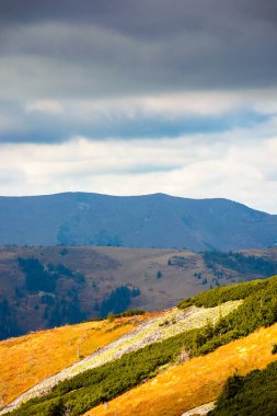 Tepedeki bir çayırda köknar ağaçları. Ukrayna 'nın Karpat Dağları' ndaki kozalaklı orman. Sonbaharın başlarında güneşli bir günde dik yamaçta.