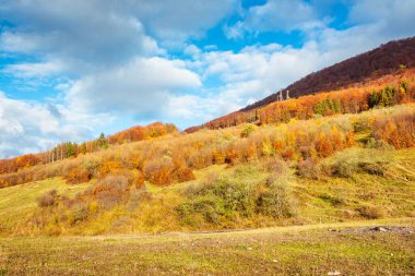 forest on the hills of carpathian mountains. countryside landscape deciduous trees on the hillside in morning light under cloudy sky. sunny autumn morning