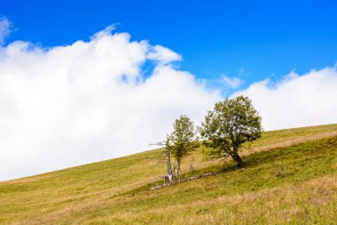 Sonbaharda kırsal manzara. Sabah ışığında çimenli tepede tek bir ağaç. Arka planda mavi gökyüzünde bulutlar. Eylül 'de mevsimsel hava değişimi