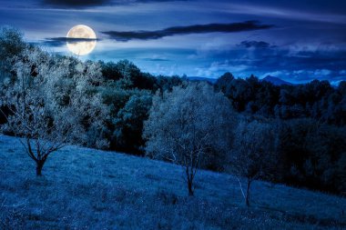 Sonbaharda dağların kırsal kesimindeki tepede geceleri orman. Dolunay ışığında kırsal bölgenin harika manzarası. Eylül ayında çimenli çayırların yanında yaprak döken ağaçlar.