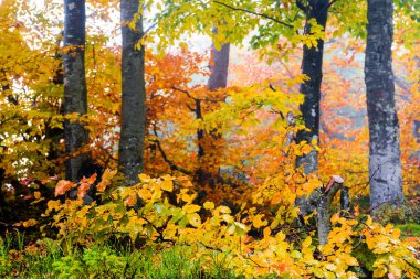 Kayın ormanlarının doğa geçmişi. Soğuk ve sisli bir sabahta güzel bir sonbahar mevsimi. Sonbahar renklerinde yapraklar. Güzel turuncu ve kırmızı renkte sisli bir manzara. Karpatlar 'da karamsar atmosfer