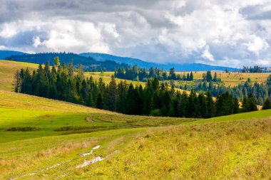 Dağ sırasının yamacında kozalaklı orman ve çayır var. Sonbaharda tepede çimenli bir çayır. Güneşli bir sabahta bulutların altında Transcarpathia manzarası 