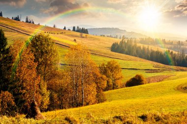 Sonbaharda günbatımında çimenli tepede orman. Yuvarlanan otlaklı güzel kırsal manzara. Akşam ışığında dağlık kırlarda. Sıcak Ekim havası