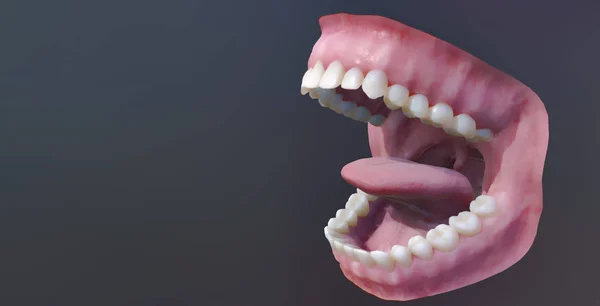 Human teeth, open mouth. Medically accurate tooth 3D illustration.