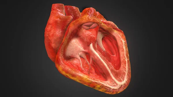 Ilustración Anatomía Del Corazón Humano Aislado Negro — Foto de Stock