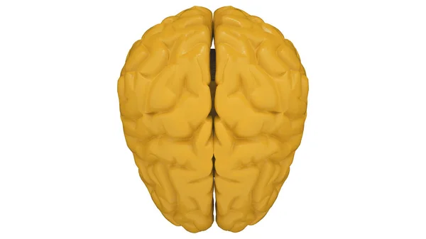 Cerveau Humain Jaune Sur Fond Blanc Modèle Anatomique Illustration — Photo