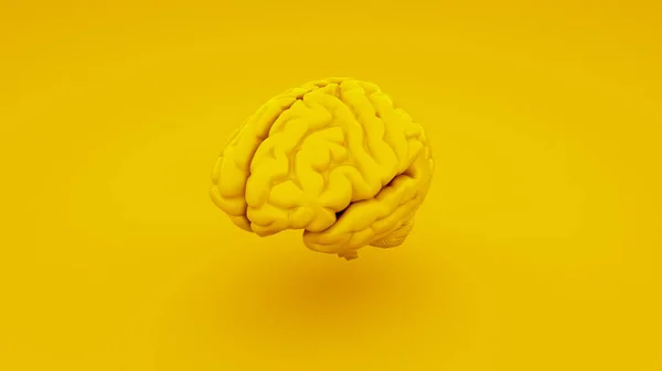 Cerveau Humain Jaune Modèle Anatomique Illustration — Photo