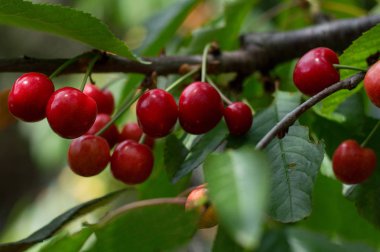 olgun kiraz bir ağaçüzerinde yetişir