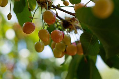 olgun kiraz bir ağaçüzerinde yetişir