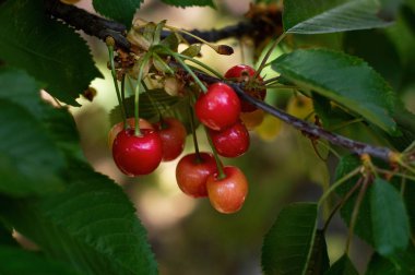 olgun kiraz bir ağaçüzerinde yetişir