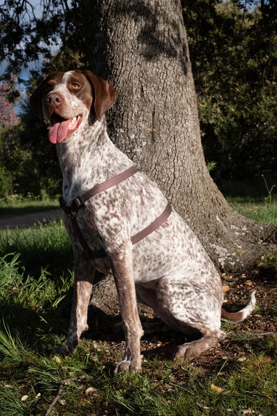 Jagdhund Grünen Vor Einem Baum — Stockfoto