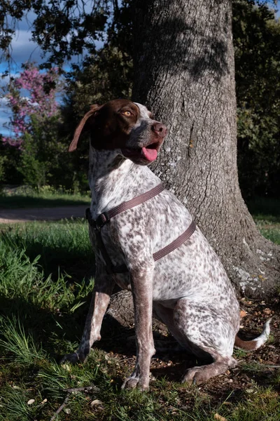 Jagdhund Grünen Vor Einem Baum — Stockfoto
