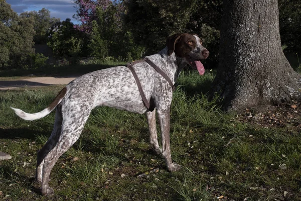 Jagdhund Grünen Vor Einem Baum — Stockfoto