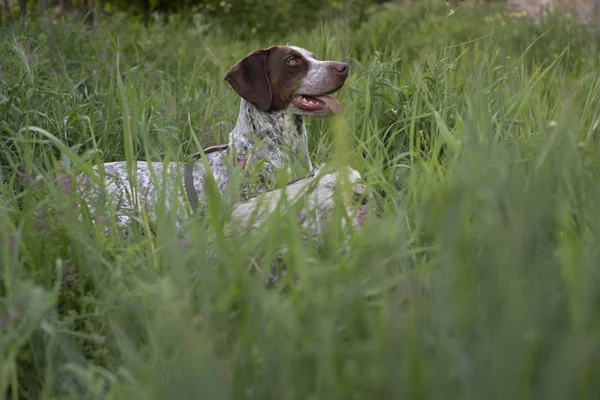 Jagdhund Auf Dem Land — Stockfoto