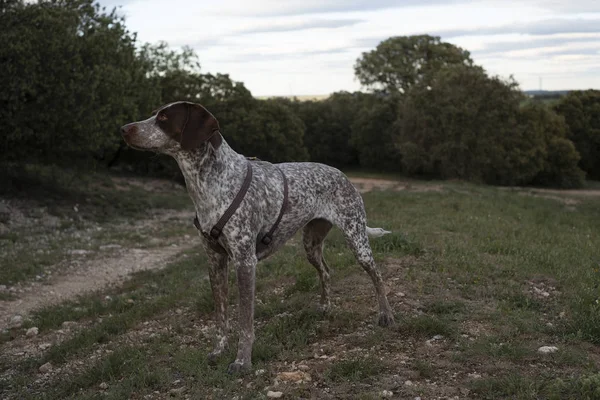 Jagdhund Auf Dem Land — Stockfoto