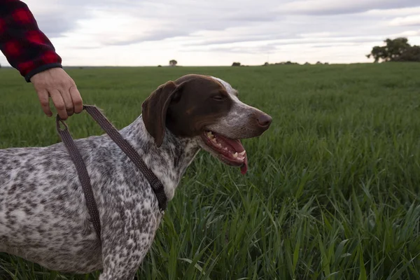 Cão Caça Campo — Fotografia de Stock