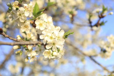 Kiraz çiçekleri, Bahar geldi