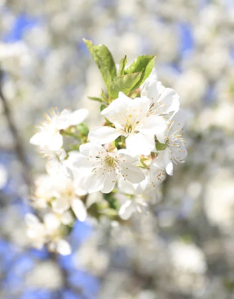 Цветет Вишня Пришла Весна — стоковое фото