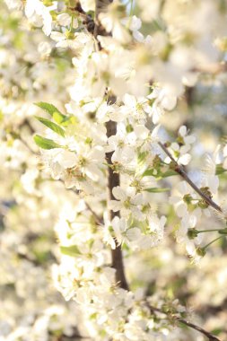 Kiraz çiçekleri, Bahar geldi