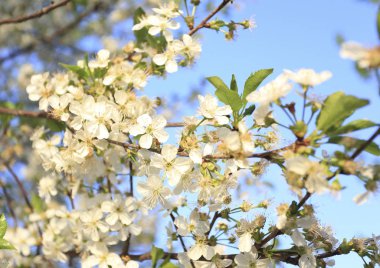 Kiraz çiçekleri, Bahar geldi