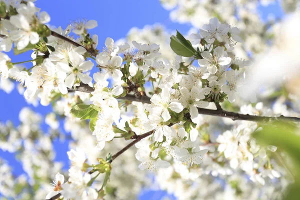 Kiraz çiçekleri, Bahar geldi
