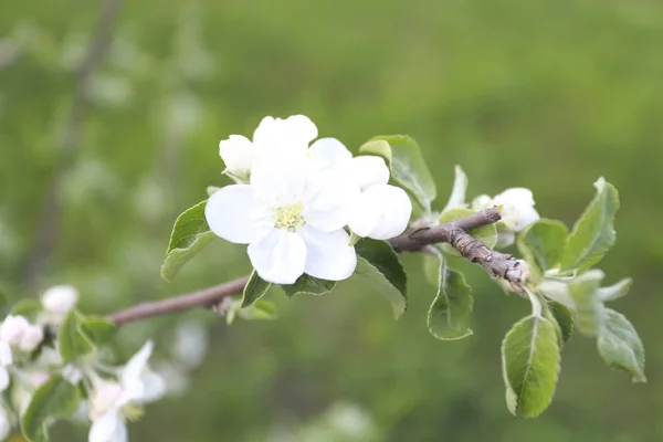 Цветет Вишня Пришла Весна — стоковое фото