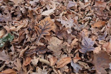sonbaharın çeşitli renkleri
