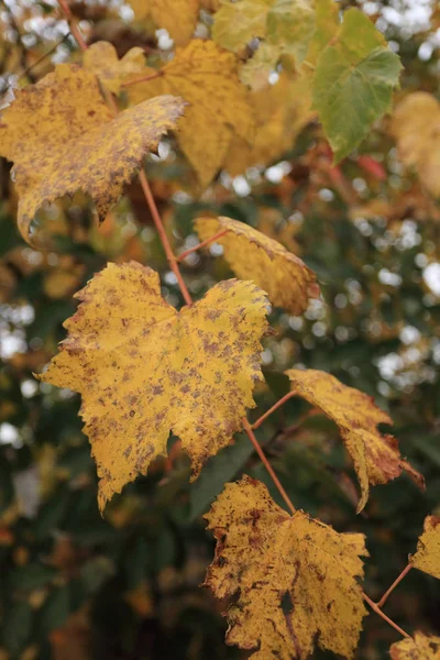 Виноград Осенними Листьями — стоковое фото
