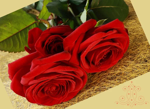 Rose Rosse Sfondo Blu Cartolina — Foto Stock