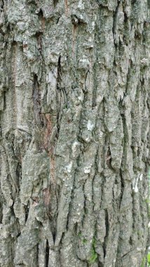 yeşil yosun ağacı ve Meşe barka