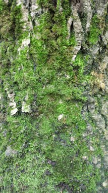 yeşil yosun ağacı ve Meşe barka