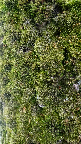 Muschio Verde Sull Albero Corteccia Quercia — Foto Stock