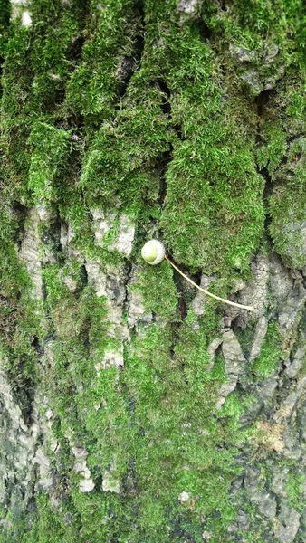 Grünes Moos Auf Der Baum Und Eichenrinde — Stockfoto