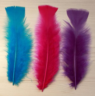 dekorasyon için güzel tüyleri