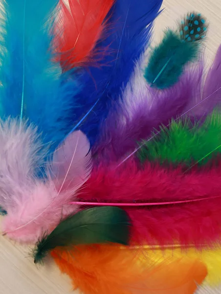 beautiful feathers for decoration