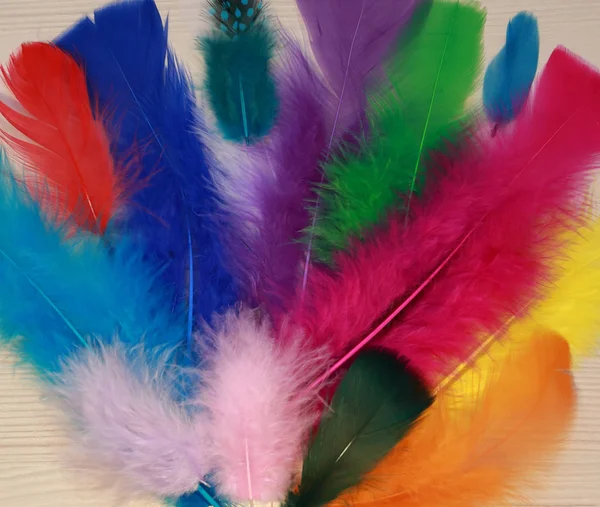 beautiful feathers for decoration