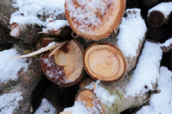 木の丸太は 春の雪の下の薪 木材のスライスは雪の中で美しく見えます — ストック写真