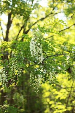 güzel genç çiçek açan akasya kokulu