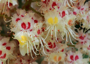 yaprakları ile baharda güzel çiçeklenme kestane ağacı