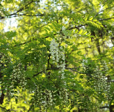 güzel genç çiçek açan akasya kokulu