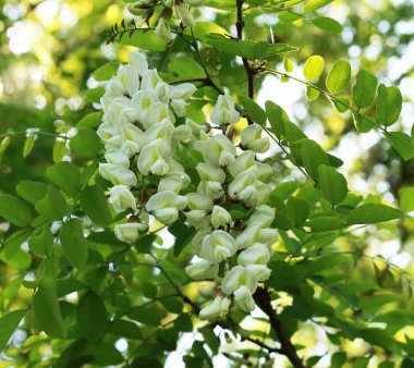 güzel genç çiçek açan akasya kokulu