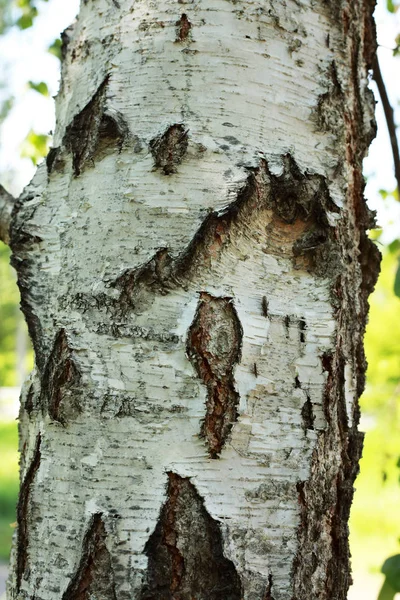 Białe Młode Birches Rosyjskim Lesie — Zdjęcie stockowe