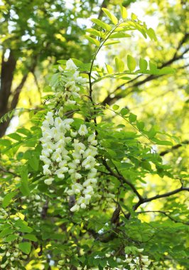 güzel genç çiçek açan akasya kokulu