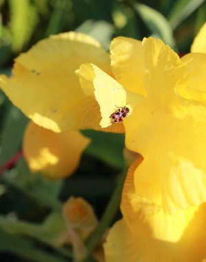 yaz ve bahar bahçesinde güzel Irises