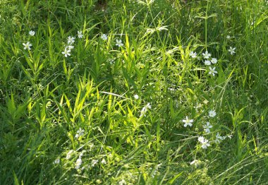 Rus tarlalarının yeşil çim sarı ve mavi çiçekler   